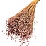 Dried Lino Flax | Colour: Frosted Pink | Linum Dried Flowers | Length ± 55 centimetre | Weight 150 gram | Per bunch