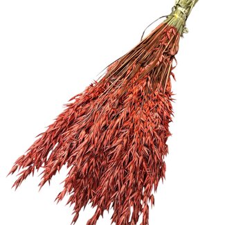 Dutch Dried Avoine Séchée | Couleur: Corail | Avena Fleurs Séchées | Longueur ± 70 centimeter | Poids 150 gram | Par bouquet