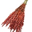 Gedroogde Haver | Kleur: Koraalkleurig | Avena Droogbloemen | Lengte ± 70 centimeter | Gewicht 150 gram | Per bos