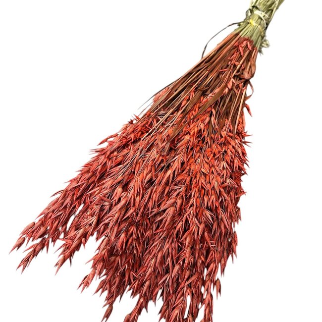 Gedroogde Haver | Kleur: Koraalkleurig | Avena Droogbloemen | Lengte ± 70 centimeter | Gewicht 150 gram | Per bos