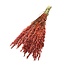 Dried Oats | Colour: Coral-coloured | Avena Dried Flowers | Length ± 70 centimeter | Weight 150 gram | Per bunch