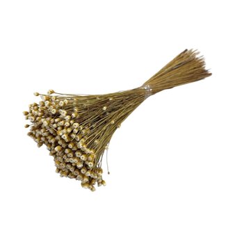 Dutch Dried Gedroogde Jazilda Happy Flower | Kleur: Naturel | Lengte ± 50 centimeter | Gewicht 100 gram | Per bos