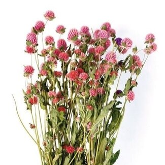 Casa Alegria Getrocknete Kugelamaranth | Farbe: Hellrosa | Gomphrena Trockenblumen | Länge ± 70 centimeter | Gewicht 100 gram | Pro Bund