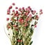 Amarante sphérique séchée | Couleur: Rose clair | Fleurs séchées de Gomphrena | Longueur ± 70 centimeter | Poids 100 gram | Par bouquet