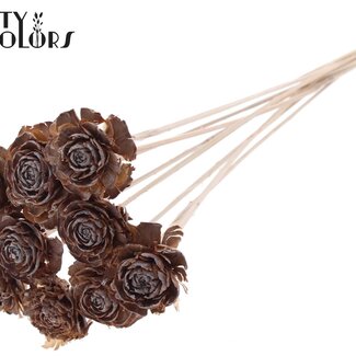 QC Cedar Rose on stem | Colour: Frosted Natural White | Pinecone pick | Length ± 50 centimetre | 10 picks per bunch