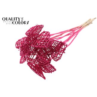 QC Rattan Lata Hart am Stab | Farbe: Kirschfarben | Flacher Pflanzstecker | Länge ± 50 centimeter | 10 Pflanzstecker pro Bund | Pro Bund