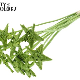 QC Rotan Lata Ster op stok | Kleur: Lichtgroen | Platte Bijsteker | Lengte ± 50 centimeter | 10 bijstekers per bos