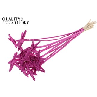 QC Rattan Lata Star on stick | Colour: Cherry-coloured | Flat stem pick | Length ± 50 centimetre | 10 stem picks per bunch