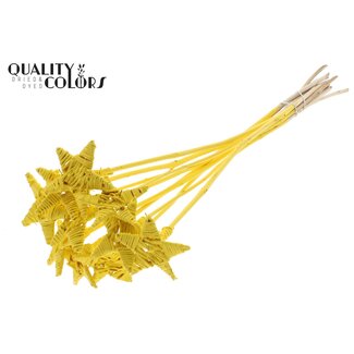 QC Rotan Lata Ster op stok | Kleur: Geel | Platte Bijsteker | Lengte ± 50 centimeter | 10 bijstekers per bos