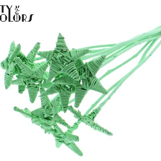 QC Rotin Lata Ster sur tige | Couleur: Vert menthe | Pique plate | Longueur ± 50 centimeter | 10 piques par botte