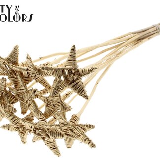 QC Rotin Lata Étoile sur tige | Couleur: Antique doré | Pique plate | Longueur ± 50 centimeter | 10 piques par bouquet