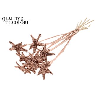QC Rotin Lata Étoile sur tige | Couleur: Cuivré | Pique plate | Longueur ± 50 centimeter | 10 piques par botte