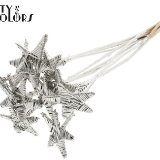 QC Rotin Lata Étoile sur tige | Couleur: platiné | Piquet plat | Longueur ± 50 centimeter | 10 piquets par bouquet