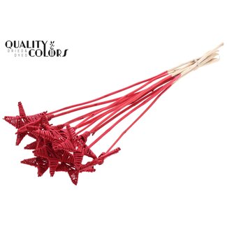 QC Rattan Lata Star on stick | Colour: Red | Flat plant pick | Length ± 50 centimeter | 10 plant picks per bunch
