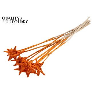 QC Rattan Lata Star on stick | Colour: Orange | Flat pick | Length ± 50 centimetre | 10 picks per bunch