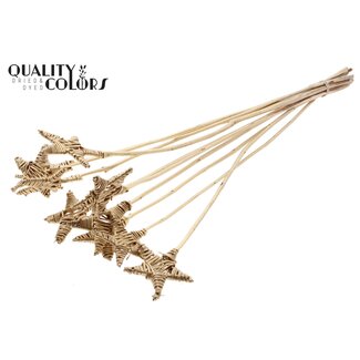 QC Rotan Lata Ster op stok | Kleur: Antiek Goudkleurig | Platte Bijsteker | Lengte ± 50 centimeter | 10 bijstekers per bos