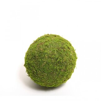 4A Getrockneter Moosball Trocken-Dekoration | Farbe: Grün | Durchmesser 8 centimeter | Pro 12 Bälle