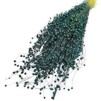Dutch Dried Getrocknet Lino Flachs | Farbe: Dunkelblau | Linum Trockenblumen | Länge ± 55 centimeter | Gewicht 150 gram | Pro Bund