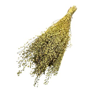Dutch Dried Gedroogde Lepidium | Kleur: Naturel Groen | Kruidkers Droogbloemen | Lengte ± 60 centimeter | Gewicht 75 gram | Per bos