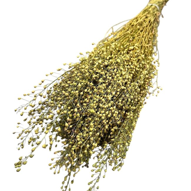 Dried Lepidium | Colour: Natural Green | Garden cress dried flowers | Length ± 60 centimetre | Weight 75 gram | Per bunch