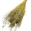 Dried Lepidium | Colour: Natural Green | Garden cress dried flowers | Length ± 60 centimetre | Weight 75 gram | Per bunch