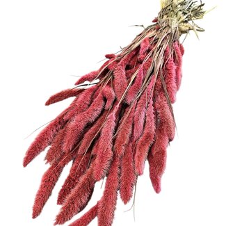 Dutch Dried Setaria séchée | Couleur: corail | Setarea fleurs séchées | Longueur ± 70 centimeter | Poids 150 gram | Par bouquet