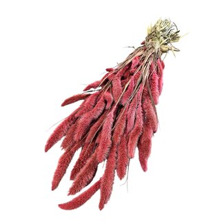 Dutch Dried Getrocknete Setaria | Farbe: Korallenfarben | Setarea Trockenblumen | Länge ± 70 centimeter | Gewicht 150 gram | Pro Bund