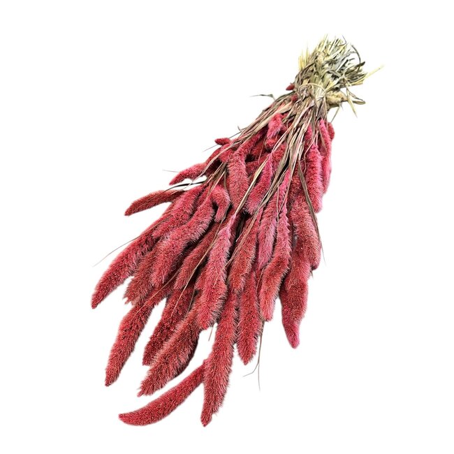 Gedroogde Setaria | Kleur: Koraalkleurig | Setarea Droogbloemen | Lengte ± 70 centimeter | Gewicht 150 gram | Per bos