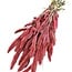 Getrocknete Setaria | Farbe: Korallenfarben | Setarea Trockenblumen | Länge ± 70 centimeter | Gewicht 150 gram | Pro Bund