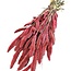 Dried Setaria | Colour: Coral-coloured | Setarea Dried flowers | Length ± 70 centimeter | Weight 150 gram | Per bunch