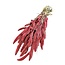 Setaria séchée | Couleur: corail | Setarea fleurs séchées | Longueur ± 70 centimeter | Poids 150 gram | Par bouquet