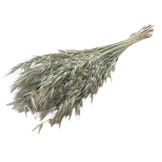 Casa Alegria Gedroogde Wilde Haver | Kleur: Naturel | Avena Salvaje  Droogbloemen | Lengte ± 70 centimeter | Gewicht 150 gram | Per bos