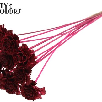 QC Cedar Rose op stok | Kleur: Kerskleurig | Dennenappel Bijsteker | Lengte ± 50 centimeter | 10 bijstekers per bos