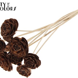 QC Cedar Rose op stok | Kleur: Naturel | Dennenappel Bijsteker | Lengte ± 50 centimeter | 10 bijstekers per bos