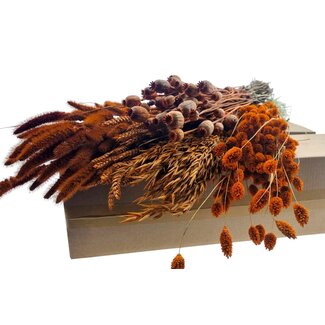 Dried flowers DIY  set “Dutch Dried” | Colour: Orange | Length ± 65 centimetre | Per 5 bunches