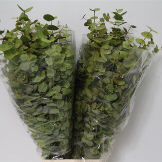 Freshy Eucalyptus Cinerea | Kleur: Kleurbehandeld Geel | Lengte ± 70 centimeter | Gewicht 200 gram per bos | Per 5 bossen