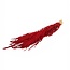 Gepreserveerde Hangamaranth | Kleur: Rood | Amaranthus Caudatus | Lengte ± 80 centimeter | Gewicht ± 200 gram | Per bos