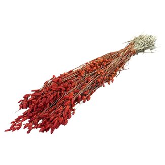 Dutch Dried Dried Briza Maxima | Colour: Orange | Large Quaking Grass | Length ± 60 centimetre | Weight 100 gram | Per bunch