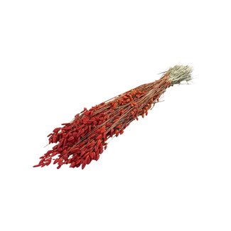 Dutch Dried Getrocknete Briza Maxima | Farbe: Orange | Großes Zittergras | Länge ± 60 centimeter | Gewicht 100 gram | Pro Bund