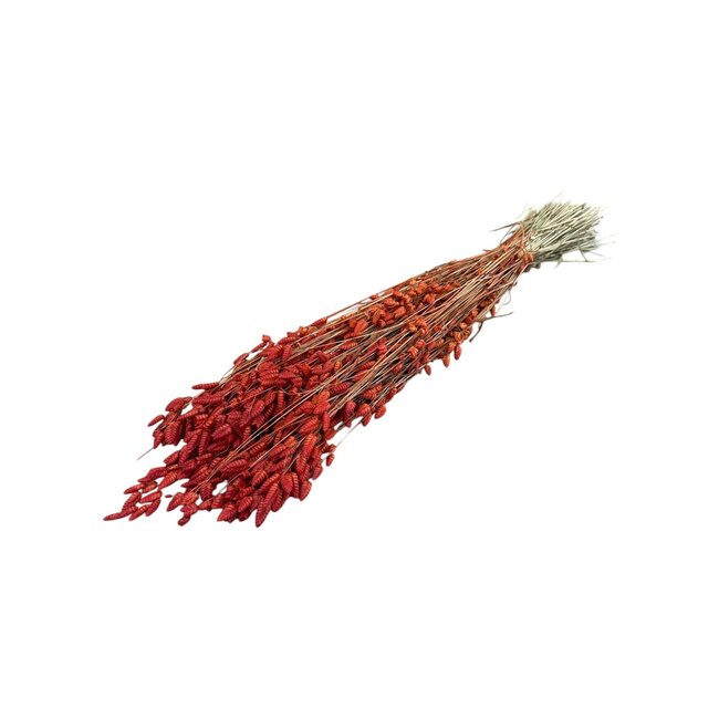 Dried Briza Maxima | Colour: Orange | Large Quaking Grass | Length ± 60 centimetre | Weight 100 gram | Per bunch