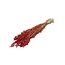 Dried Briza Maxima | Colour: Orange | Large Quaking Grass | Length ± 60 centimetre | Weight 100 gram | Per bunch