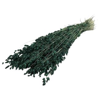 Dutch Dried Gedroogde Briza Maxima | Kleur: Mosgroen | Groot Trilgras | Lengte ± 60 centimeter | Gewicht 100 gram | Per bos