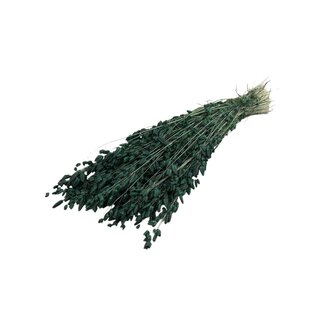Dutch Dried Briza Maxima séchée | Couleur: vert mousse | Grande herbe tremblante | Longueur ± 60 centimeter | Poids 100 gram | Par botte