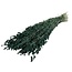 Gedroogde Briza Maxima | Kleur: Mosgroen | Groot Trilgras | Lengte ± 60 centimeter | Gewicht 100 gram | Per bos