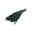 Dried Briza Maxima | Colour: Moss green | Large Quaking Grass | Length ± 60 centimetre | Weight 100 gram | Per bunch