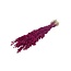 Dried Briza Maxima | Colour: Cherry-coloured | Large Quaking grass | Length ± 60 centimeter | Weight 100 gram | Per bunch
