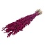 Dried Briza Maxima | Colour: Cherry-coloured | Large Quaking grass | Length ± 60 centimeter | Weight 100 gram | Per bunch