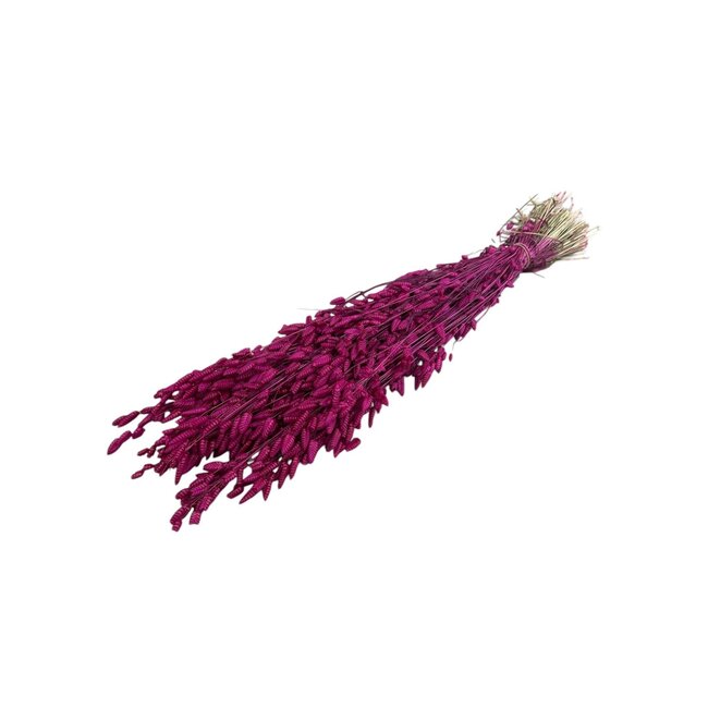 Dried Briza Maxima | Colour: Cherry-coloured | Large Quaking grass | Length ± 60 centimeter | Weight 100 gram | Per bunch