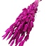 Dried Hare Tails | Colour: Cherry-coloured | Lagurus Dried Flowers | Length ± 70 centimeter | Weight 100 gram | Per bunch