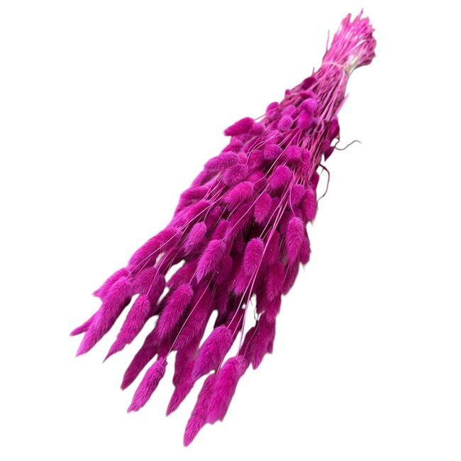 Gedroogde Hazenstaartjes | Kleur: Kerskleurig | Lagurus Droogbloemen | Lengte ± 70 centimeter | Gewicht 100 gram | Per bos